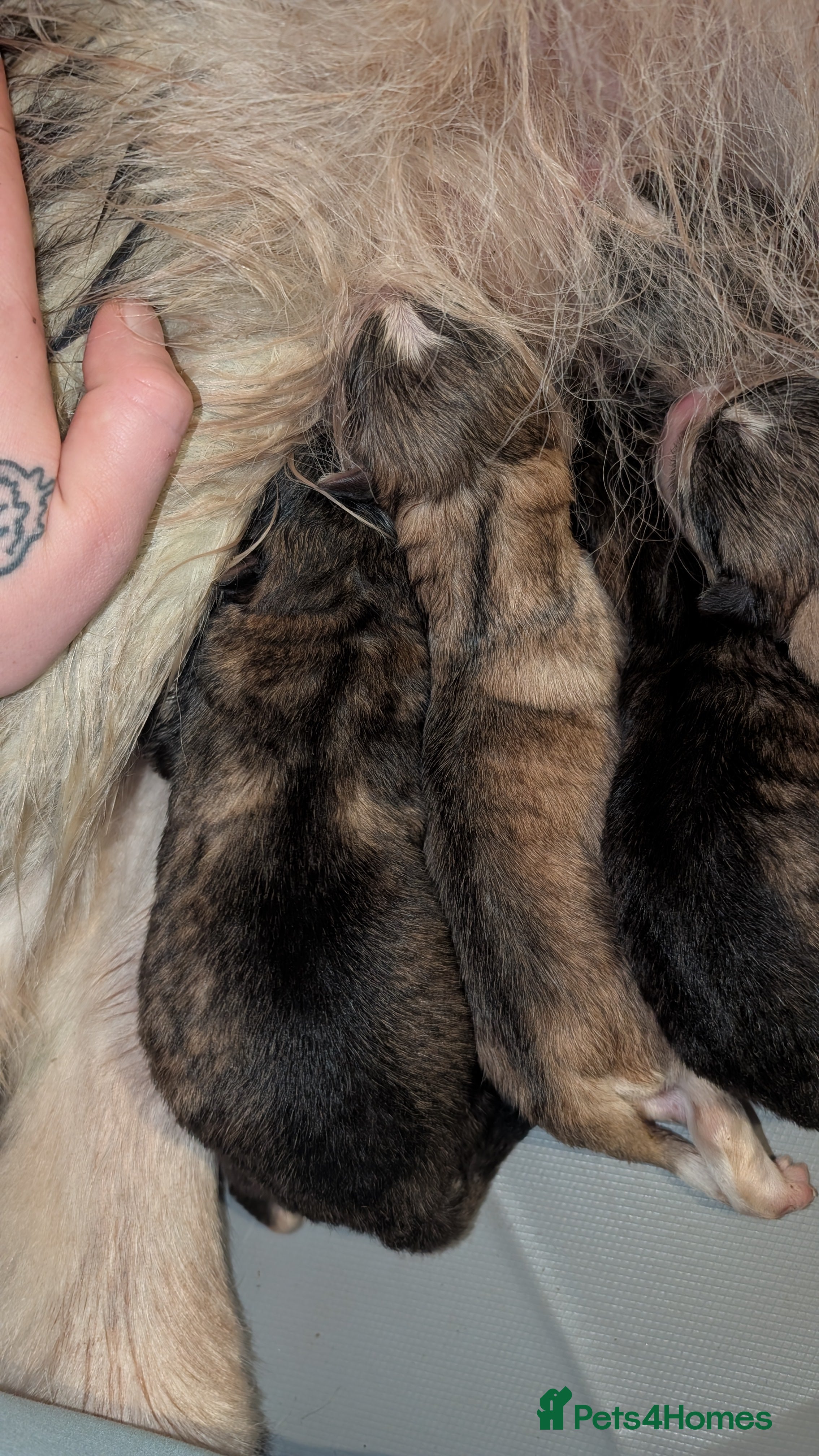 Alaskan Malamute dogs 8 beautiful long haired Alaskan Malamutes  - Advert 2