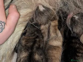 Alaskan Malamute dogs 8 beautiful long haired Alaskan Malamutes - Advert 2