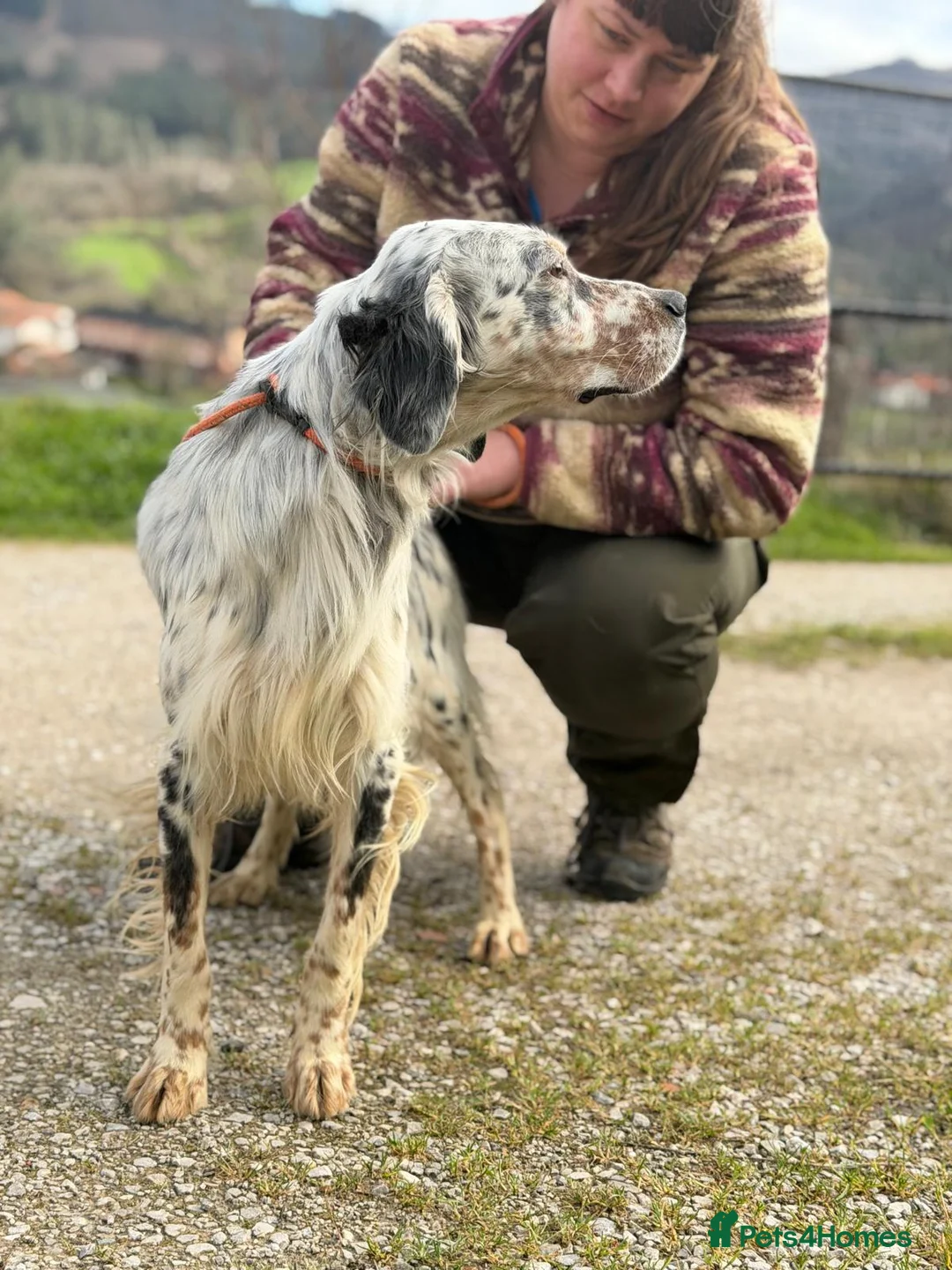 English Setter dogs for adoption: Oreka - Advert 3