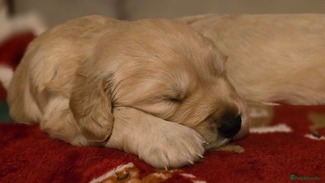 Golden Retriever dogs for sale: Chunky golden retrievers  - Advert 3