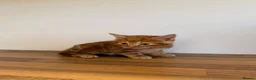 Mixed Breed cats for sale: 5 Adorable Mixed Breed Kittens  - Advert 4