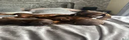 Miniature Dachshund dogs for sale: Beautiful Miniature Dachshund Puppies For sale  in Ormskirk - Advert 9