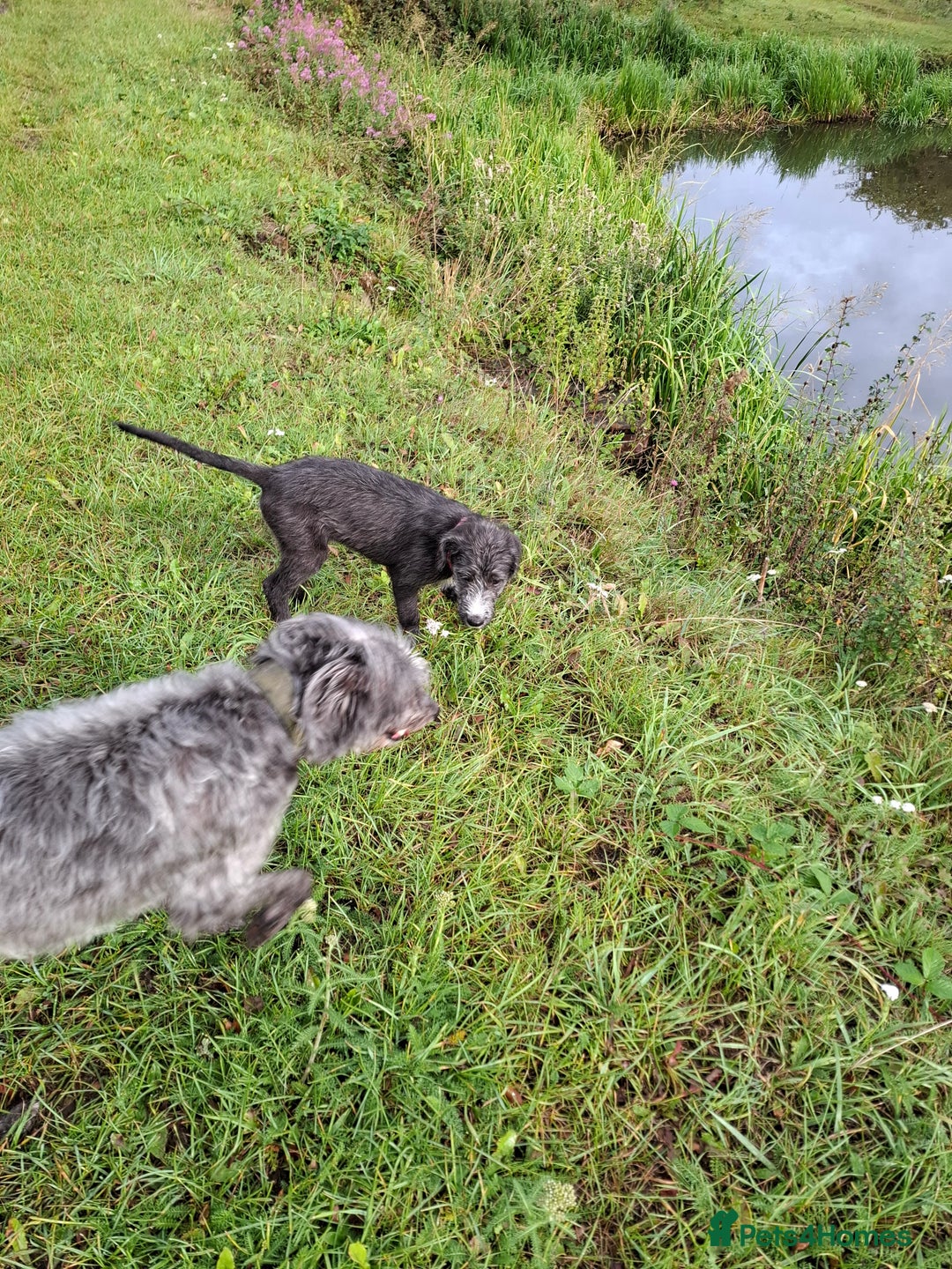 Mixed Breed dogs for sale: lurcher pup - Image 4