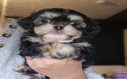 Shih Tzu dogs for sale: Beautiful Shih Tzu Puppies READY TO LEAVE SATURDAY - Image 12