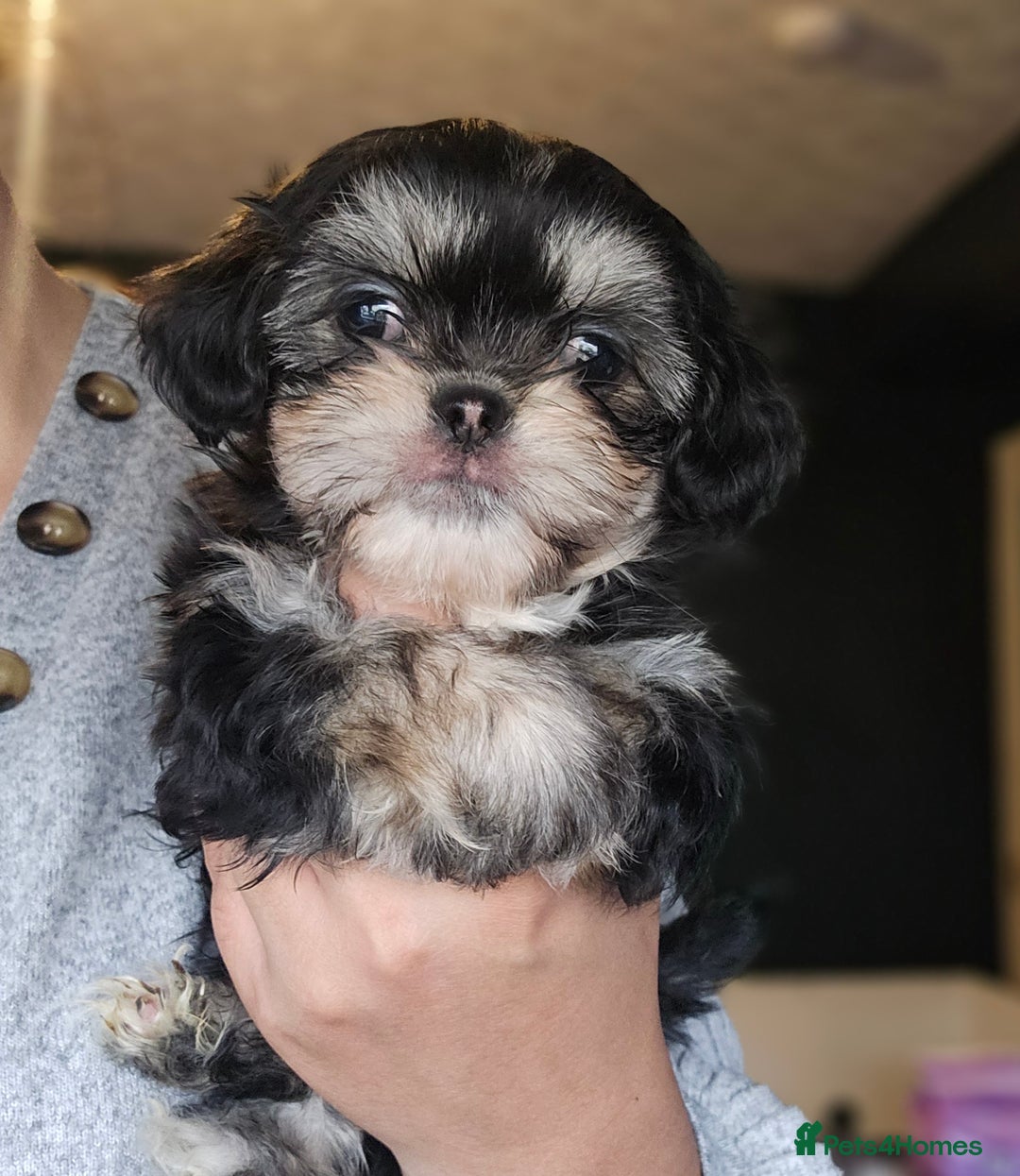 Shih Tzu dogs for sale: Beautiful Shih Tzu Puppies READY TO LEAVE SATURDAY - Image 12