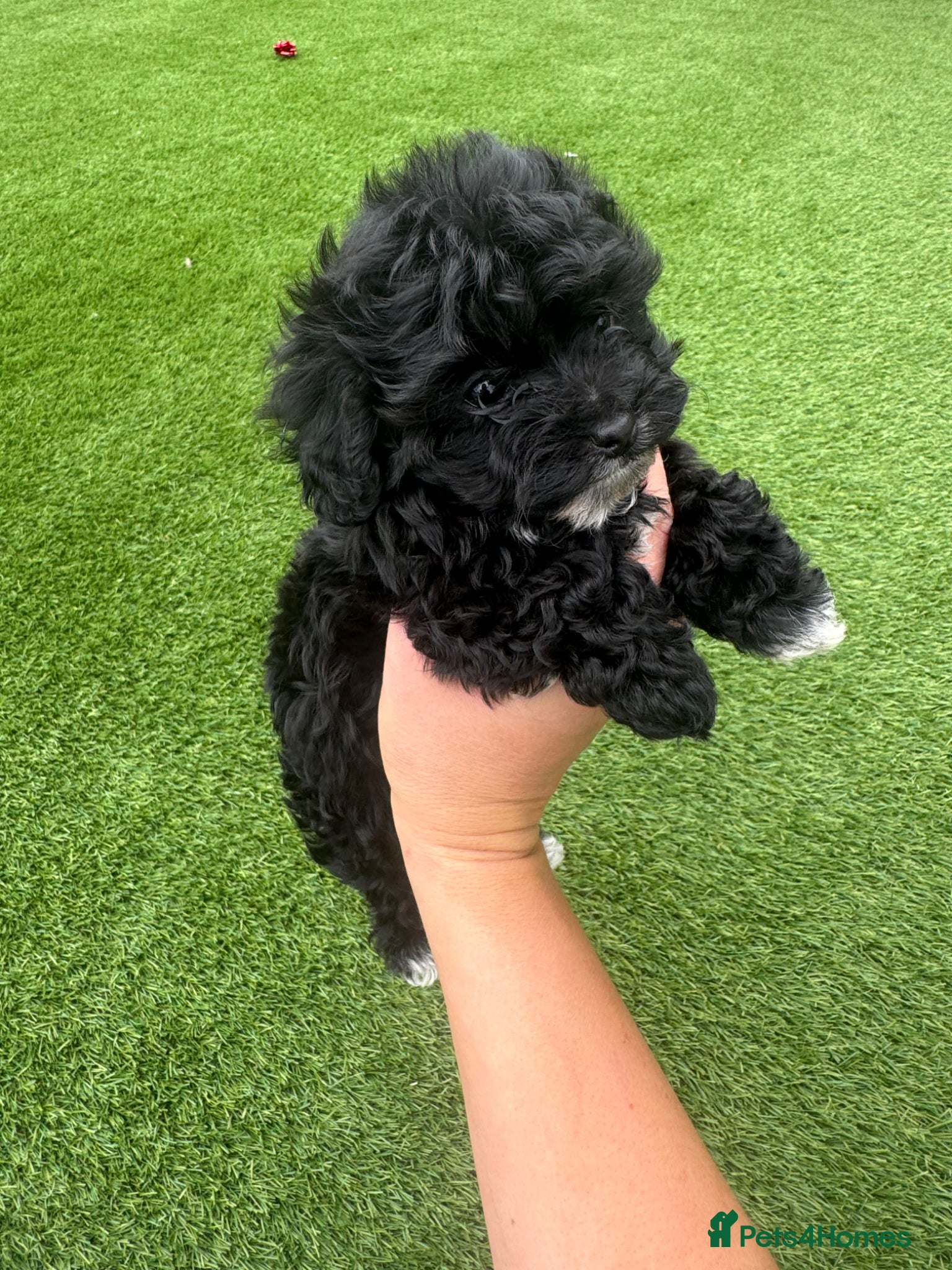 Maltipoo dogs Beautiful small Maltipoos (Asian poodle) f1 💙💙 - Advert 6