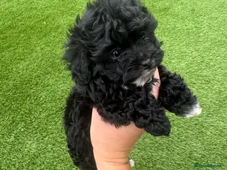 Maltipoo dogs Beautiful small Maltipoos (Asian poodle) f1 💙💙 - Advert 6