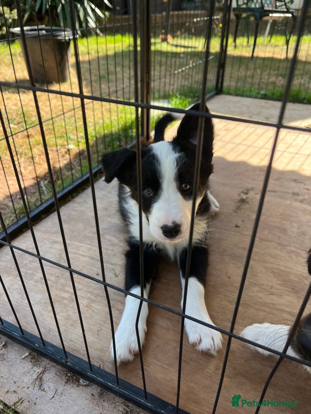 Border Collie dogs for sale: COLLIES FOR SALE  - Image 4