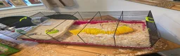 Gerbil rodents for sale: X 2 gerbil female/cage  - Advert 3