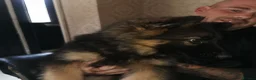 German Shepherd dogs for sale: German shepherd puppies - Advert 10