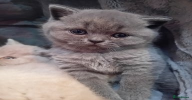 British Shorthair cats - Advert 2