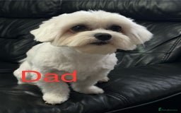 Maltese dogs for sale: 🤩Gorgeous little boy 🤩 - Image 13