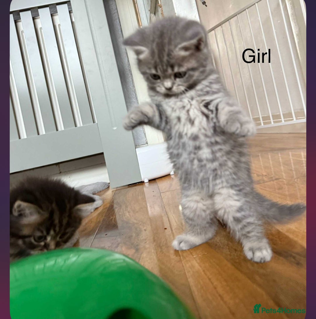 Scottish Fold cats for sale: scottish fold kittens  - Image 17