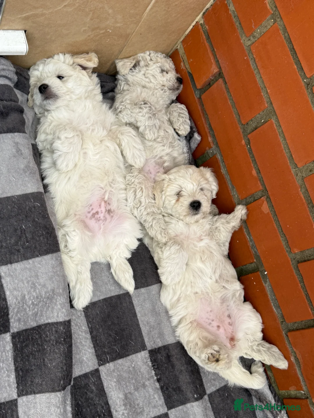 Bichon Frise dogs for sale: 6 bichons frise for sale - Advert 1
