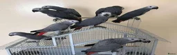 Parrots birds for sale: African Grey Parrots for  sale  in Cardiff - Advert 1