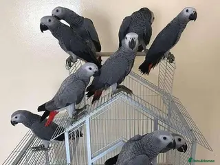 Parrots birds African Grey Parrots for sale - Advert 1