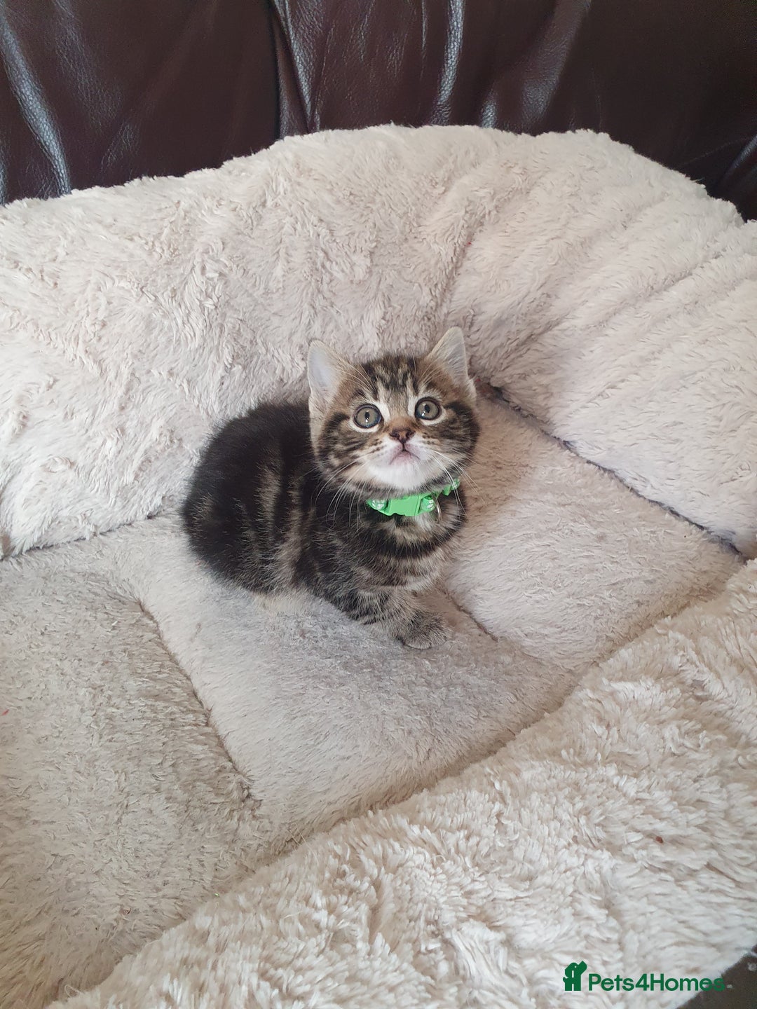 Mixed Breed cats for sale: Maine Coon mixed breed  - Advert 8