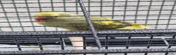 Parrots birds for sale: Beautiful baby ringneck talking parrot - Advert 2