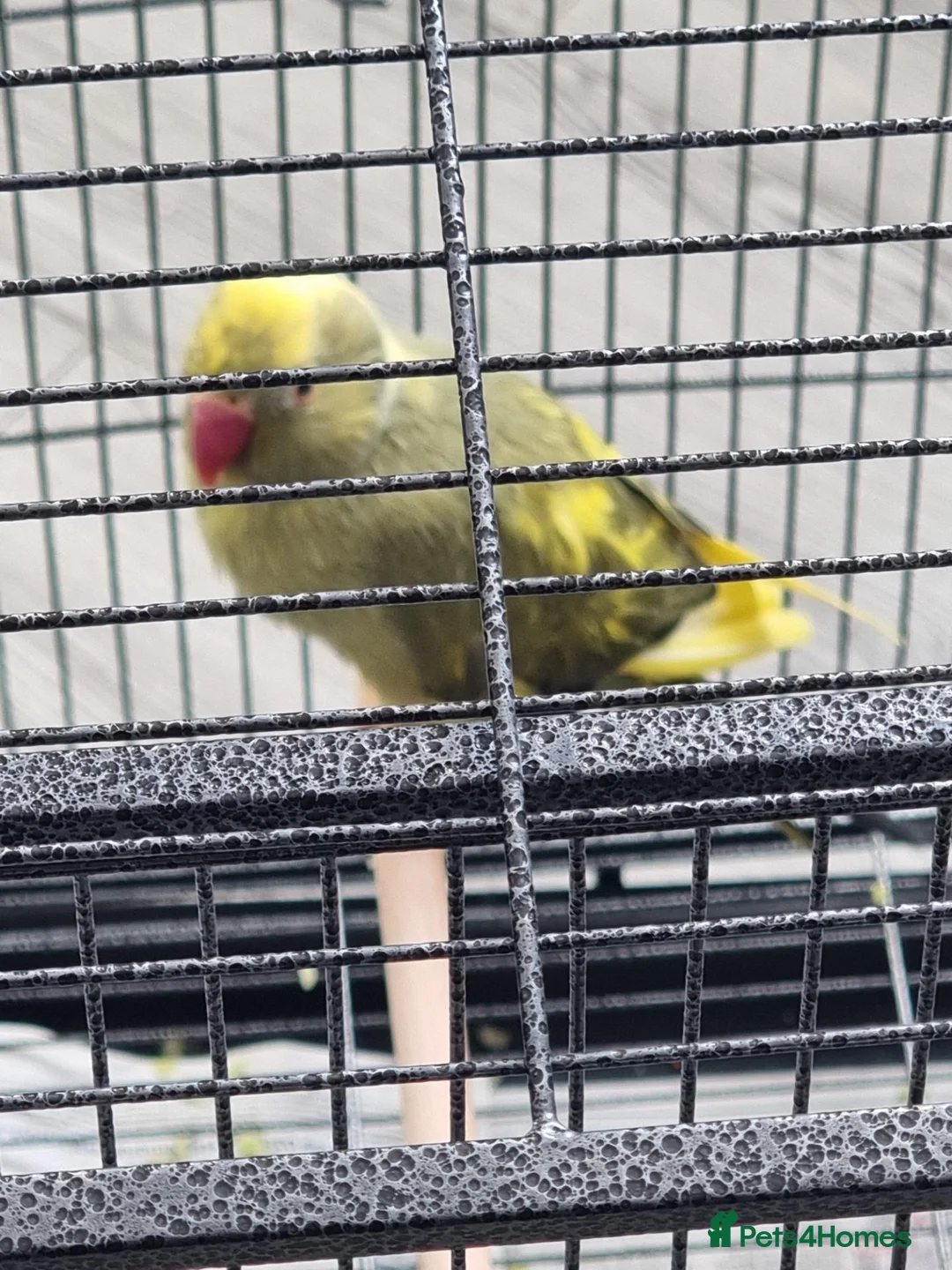 Parrots birds for sale: Beautiful baby ringneck talking parrot - Advert 2