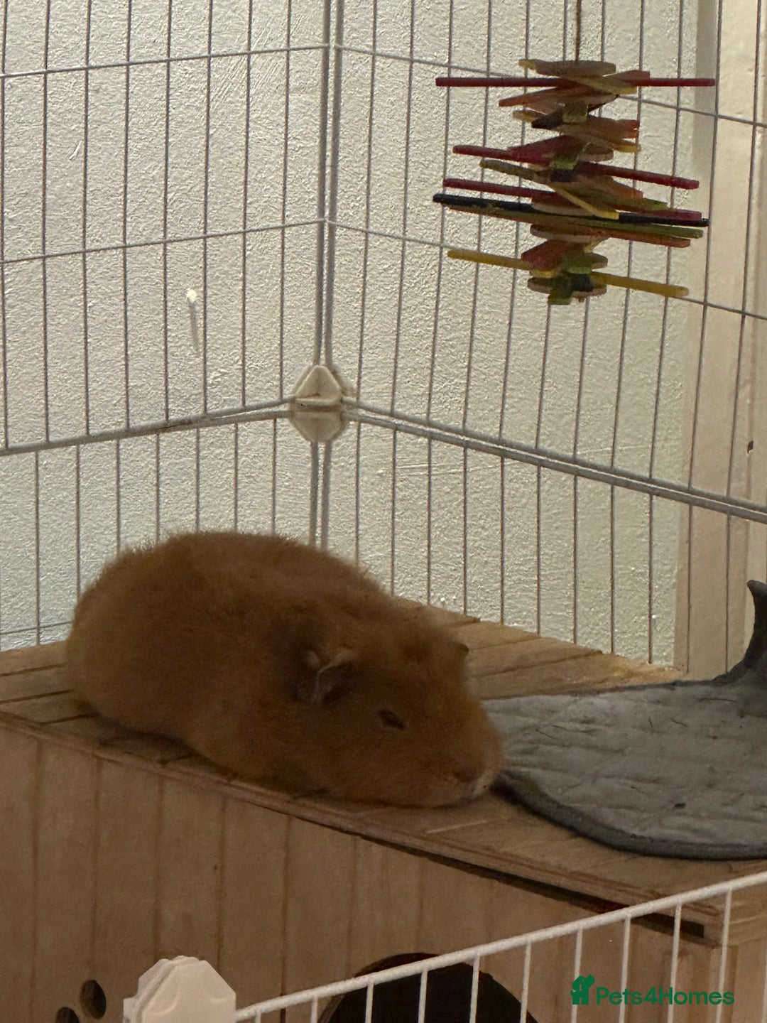 Guinea Pig rodents for sale: 2 Male Guinea pigs with cage - Image 10