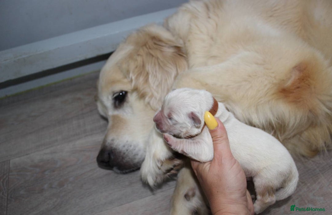 Goldendoodle dogs for sale: F1 Goldendoodle Puppies Expected – Early November - Image 14