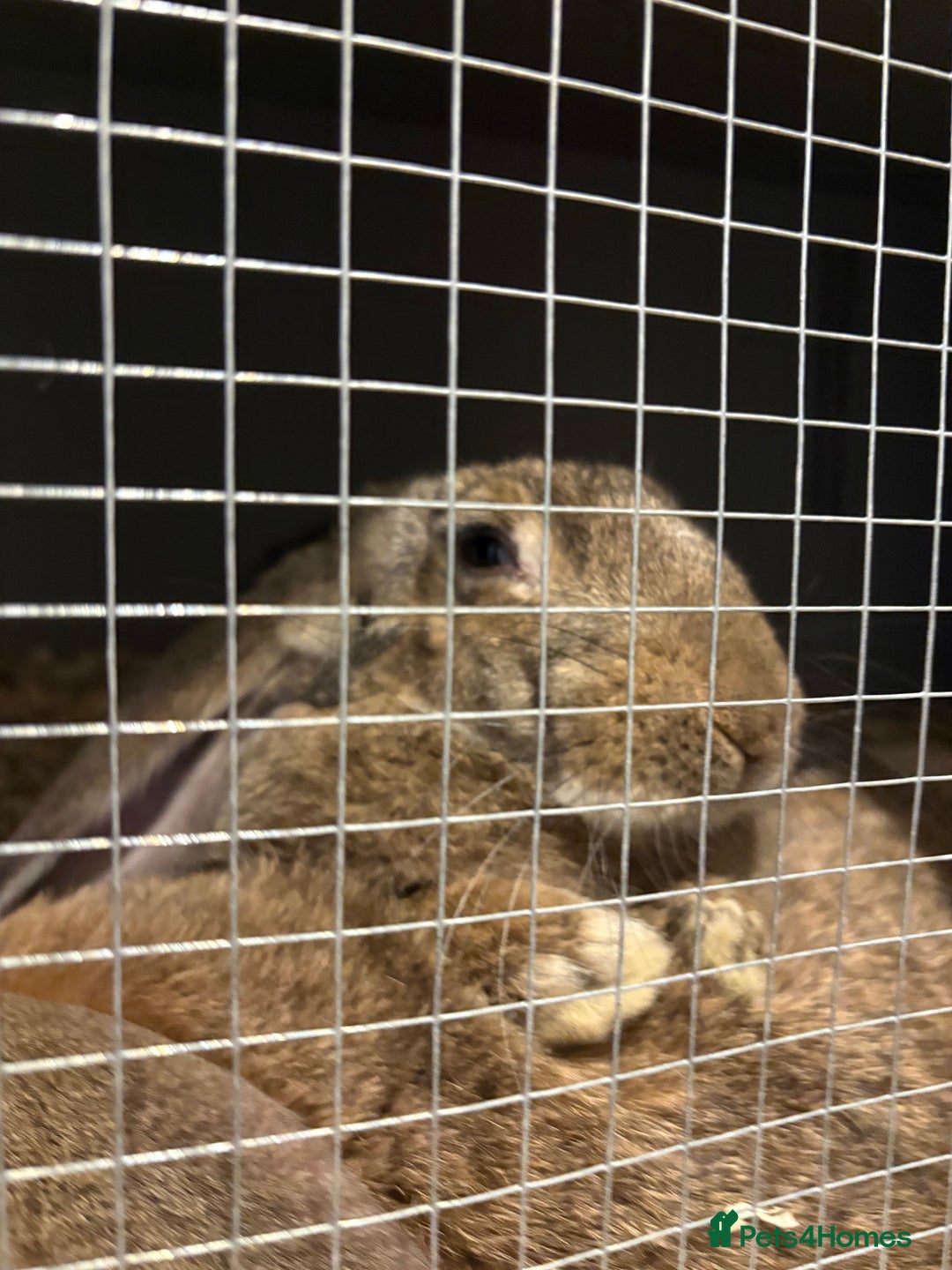 English Lop rabbits for sale: english giant lops  - Advert 4