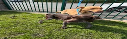 Mixed Breed dogs for sale: Pointador pups - Advert 3