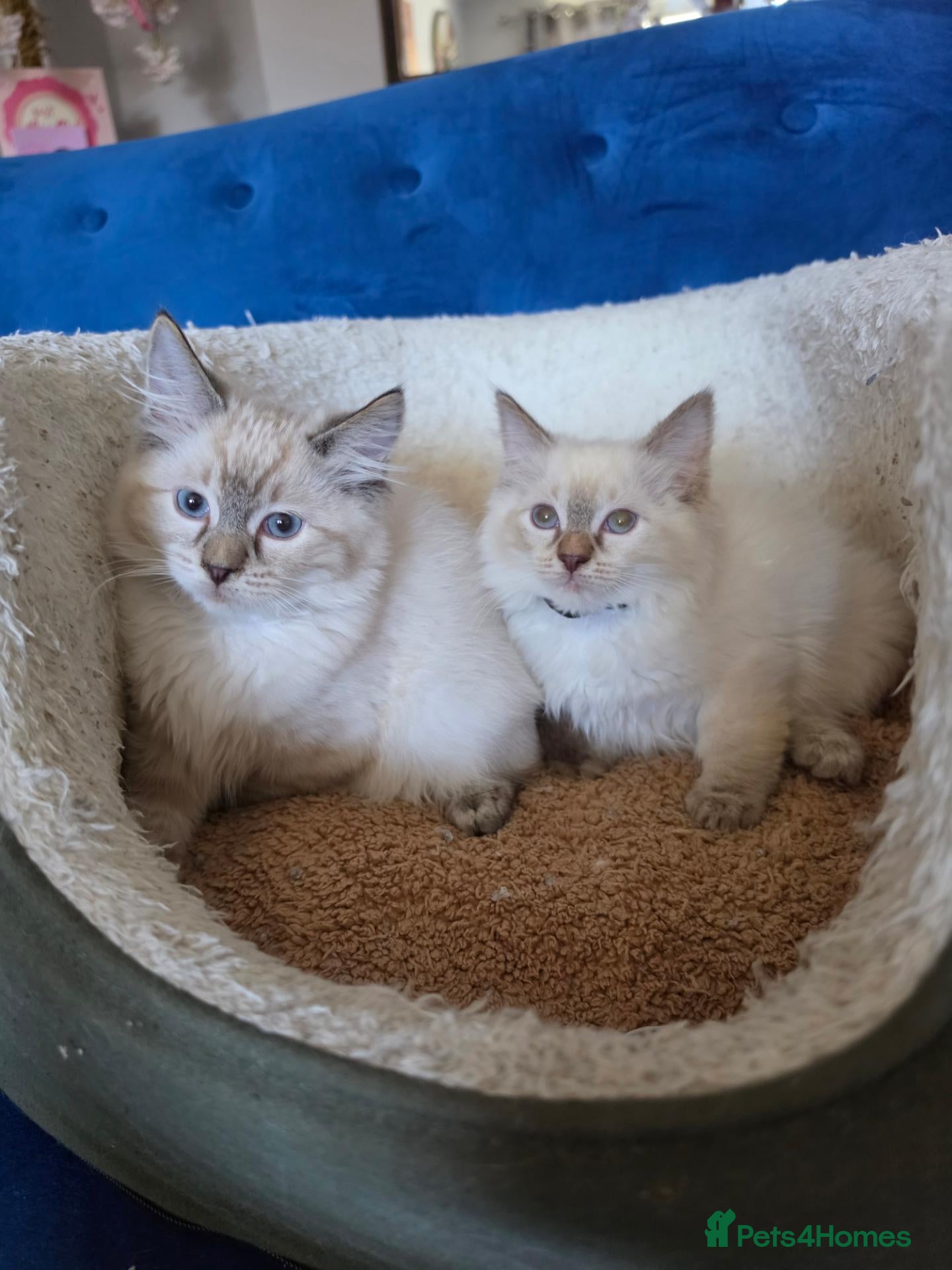 Ragdoll cats for sale: ❣️Health checked, GCCF registered ❣️ - Advert 17