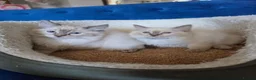 Ragdoll cats for sale: Registered/Pedigree/Stunning/Ragdolls  - Advert 17
