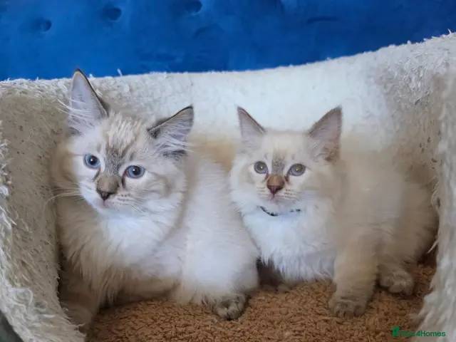 Ragdoll cats for sale: ❣️Health checked, GCCF registered ❣️ - Advert 17