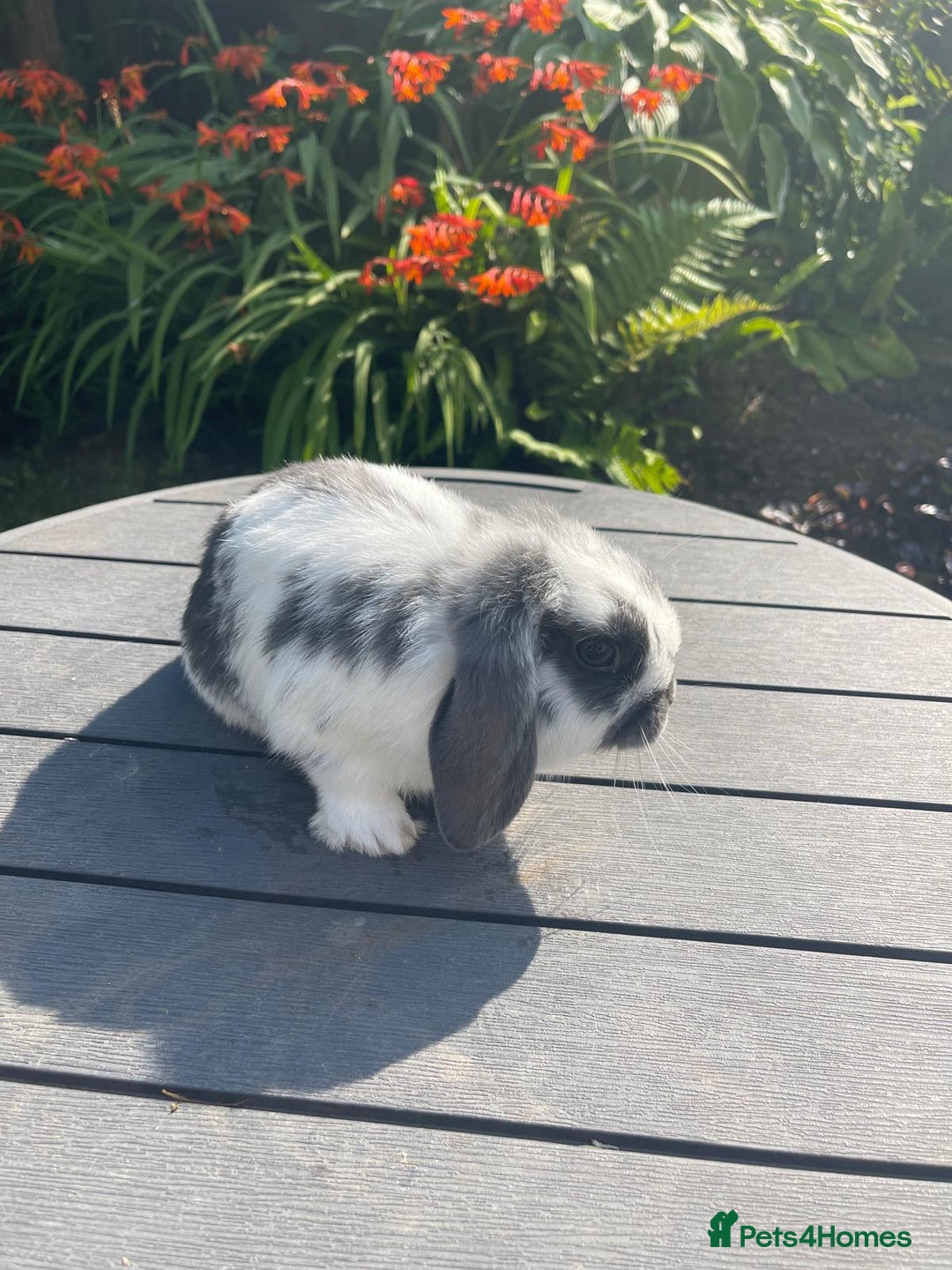 Mini Lop rabbits for sale: Beautiful Mini Lop Bunnies - Image 2
