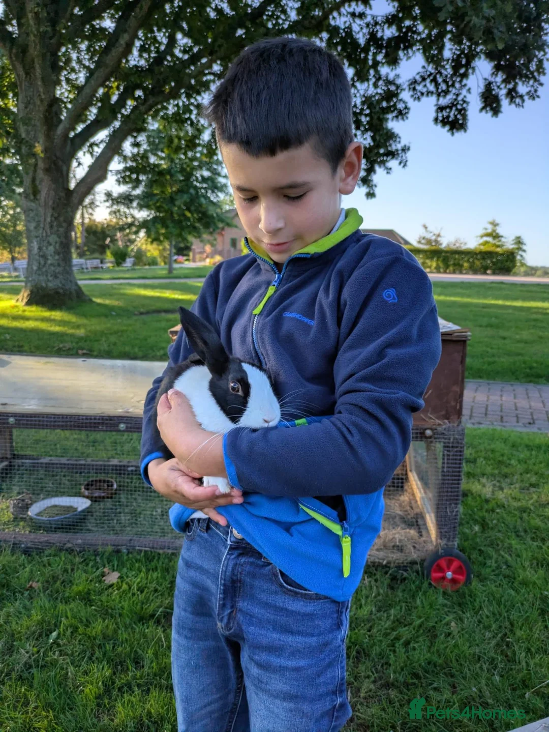 Dutch rabbits for sale: Black Dutch Buck Rabbit - Advert 2