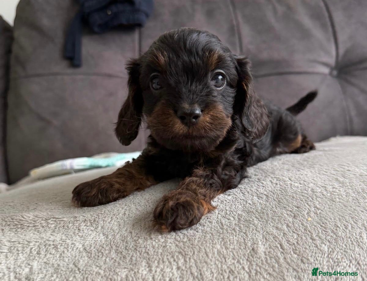 Cavapoo dogs Gorgeous Cavapoo Puppies 🐶 - Advert 3