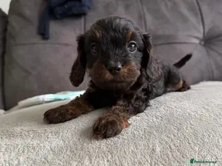 Cavapoo dogs Gorgeous Cavapoo Puppies 🐶 - Advert 3