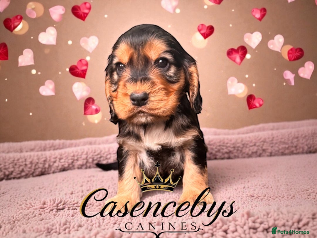 Cocker Spaniel dogs for sale: ❤️THE MOST INCREDIBLE DNA CLEAR SHOW SPANIELS❤️ - Advert 3