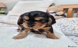 Cocker Spaniel dogs for sale: 🐾 Beautiful Show Cocker Spaniel Puppys - Image 2