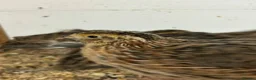Quail poultry for sale: Japanese Quail for sale - Advert 4