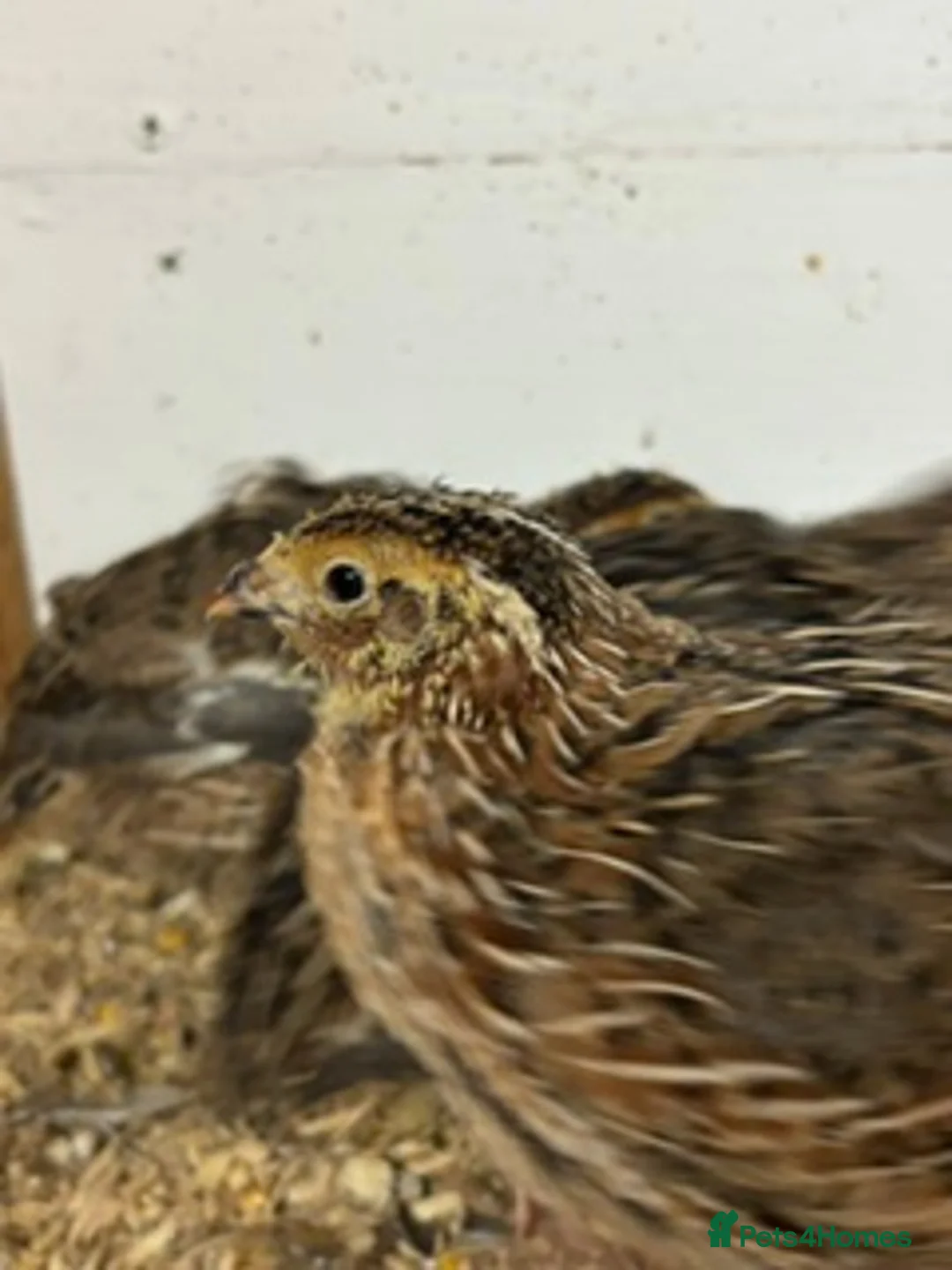 Quail poultry for sale: Japanese Quail for sale - Advert 4
