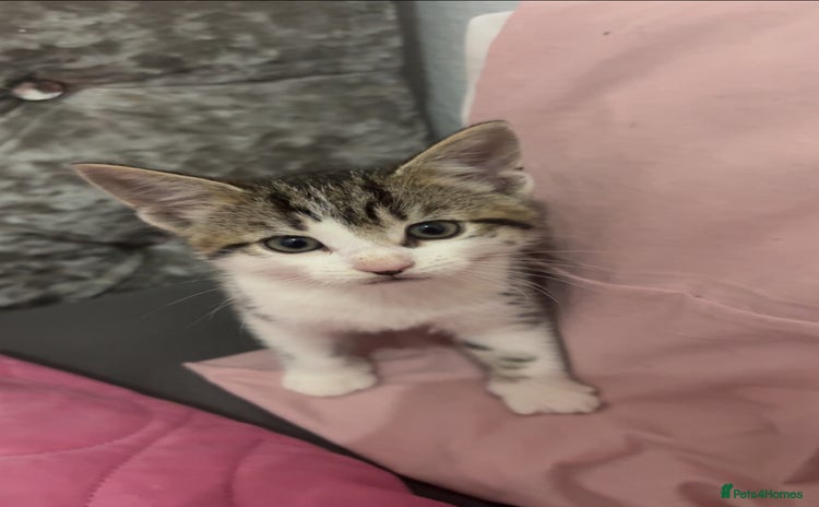 Mixed Breed cats - Advert 4