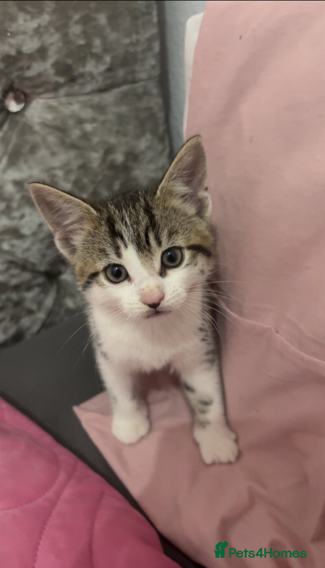 Mixed Breed cats for sale: 2 KITTENS FOR SALE - Image 1