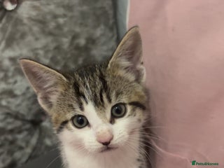 Mixed Breed cats - Advert 15