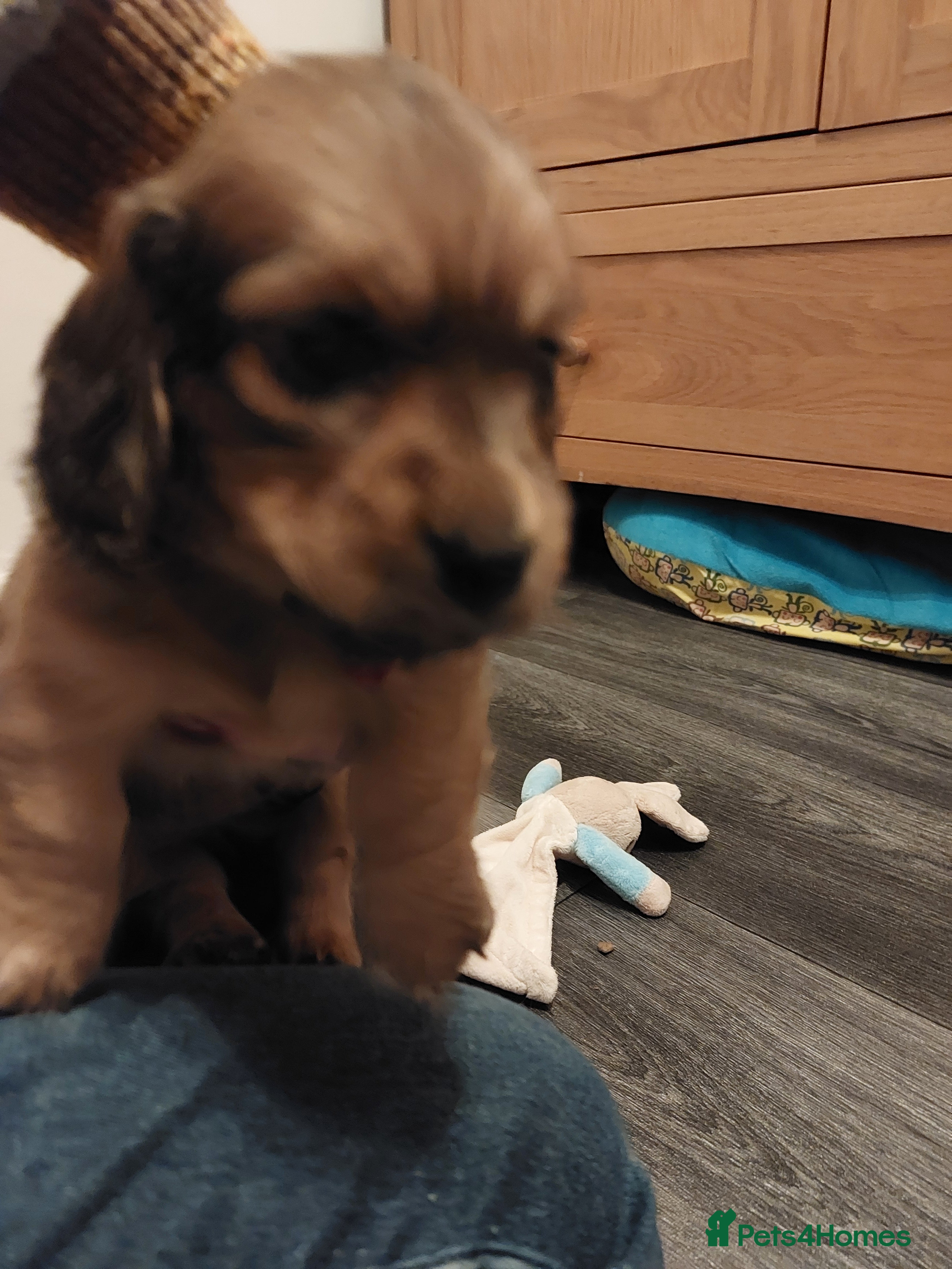 Miniature Dachshund dogs for sale: PEDIGREE MINI LONG HAIRED DACHSHUNDS PICS COMING - Advert 2