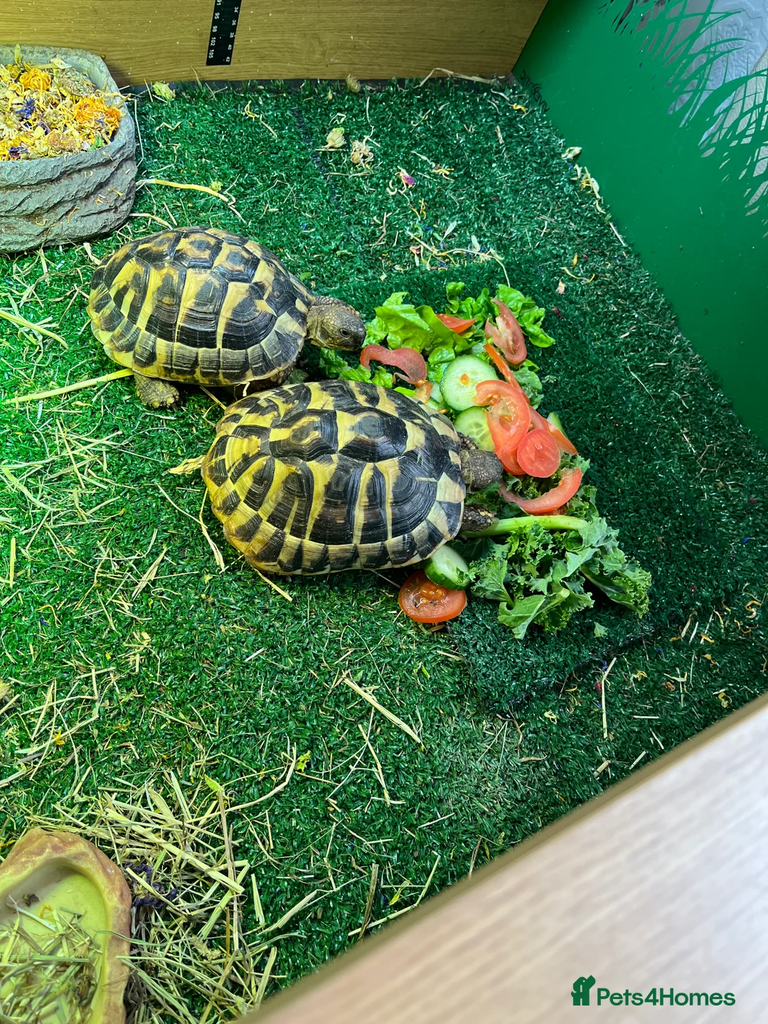 Hermann Tortoise reptiles for sale: Herman tortoise - Advert 3