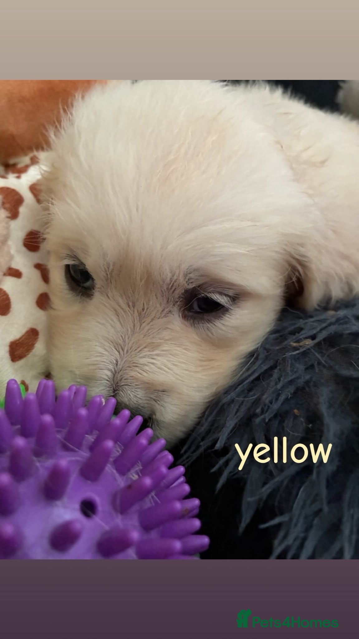 Golden Retriever dogs Nine beautiful golden retreivers  - Advert 2