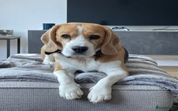 Beagle dogs for sale: Bella the Beagle - Image 5