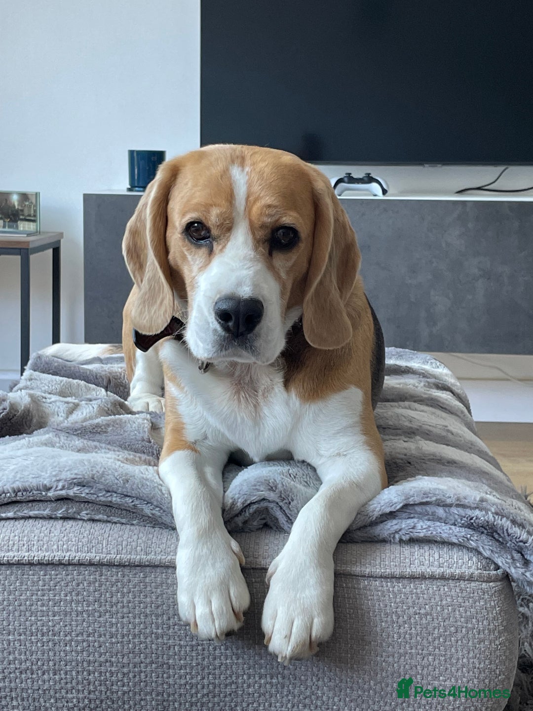 Beagle dogs for sale: Bella the Beagle - Image 5