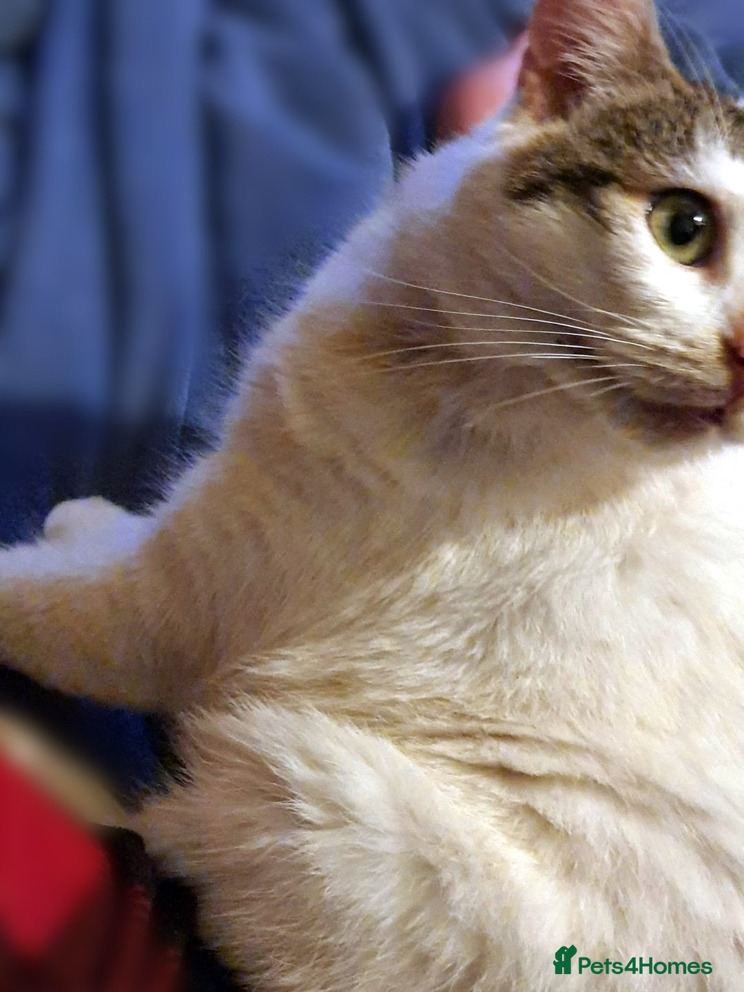 Domestic Shorthair cats for sale: Beautiful, friendly boy in urgent need of a home - Image 3