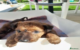 Irish Terrier dogs for sale:  irish terrier puppies based in Hampshire. - Image 5
