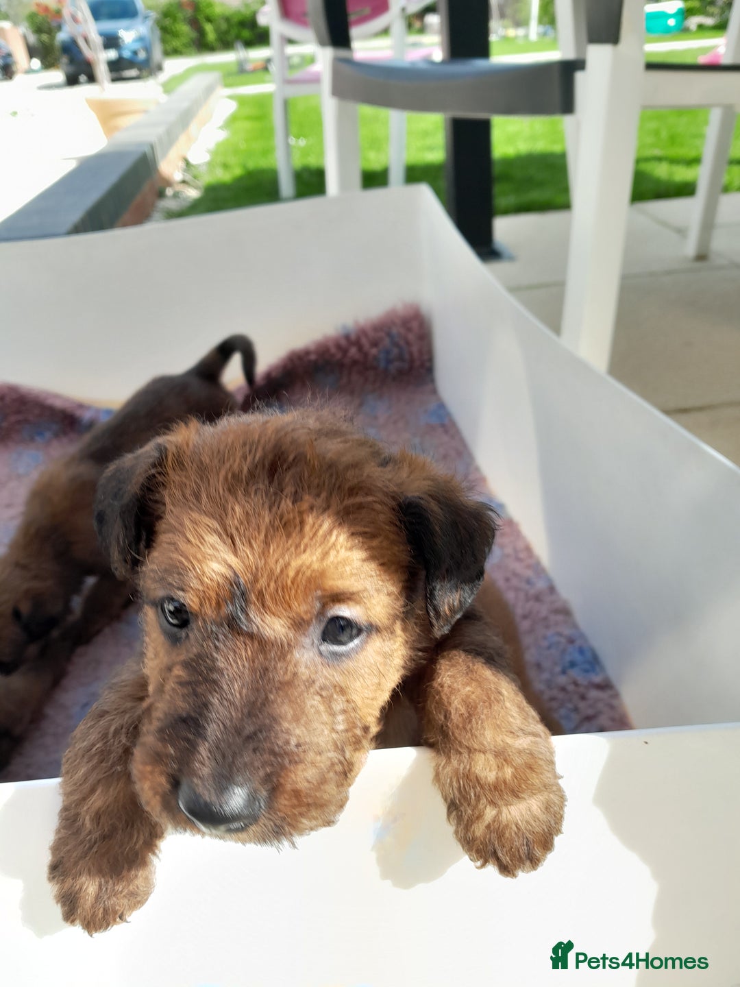 Irish Terrier dogs for sale:  irish terrier puppies based in Hampshire. - Image 5
