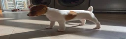 Jack Russell dogs for sale: Exquisite litter of Jack Russell Pups 🐾  - Advert 24